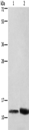 Anti-Human/Mouse/Rat CYCS Antibody - ABMIUM
