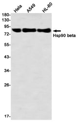Western blot detection of Hsp90 beta in Hela,A549,HL-60 using Hsp90 beta Rabbit mAb(1:1000 diluted)