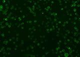 Anti-Human CD86 Antibody [A1117] - ABMIUM