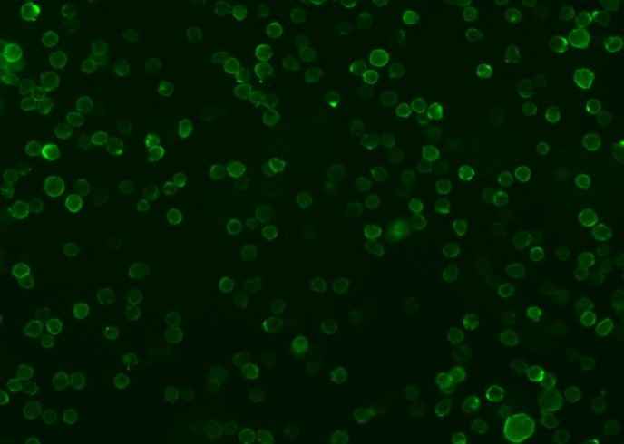 Anti-Human CD86 Antibody [A1117] - ABMIUM