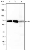 Anti-Human/Mouse ABCE1 Antibody [A119]