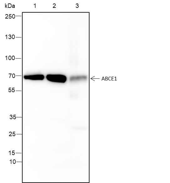Anti-Human/Mouse ABCE1 Antibody [A119]