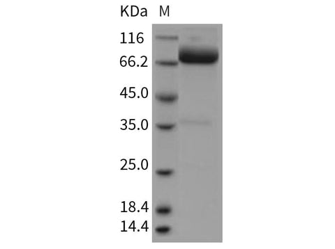 > 93 % as determined by reducing SDS-PAGE.