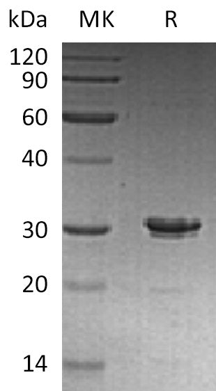 Recombinant Human Syntaxin-6/STX6 Protein - ABMIUM
