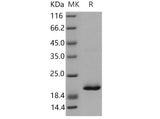 > 95 % as determined by reducing SDS-PAGE.