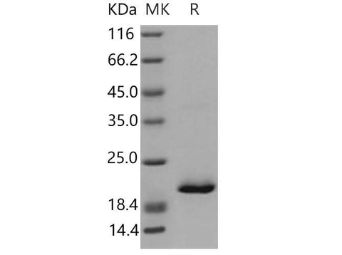 > 95 % as determined by reducing SDS-PAGE.
