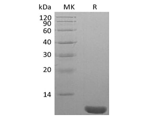 Recombinant Human NEDD8 - ABMIUM