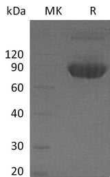 Recombinant Mouse CD80/B7-1 Protein (Fc Tag) - ABMIUM