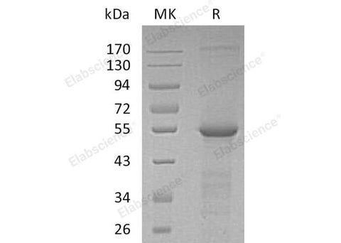 > 90 % as determined by reducing SDS-PAGE.