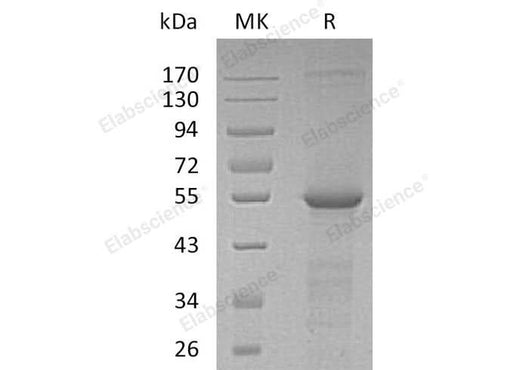 > 90 % as determined by reducing SDS-PAGE.
