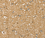 Anti-Human/Mouse/Rat SDC3 Antibody - ABMIUM
