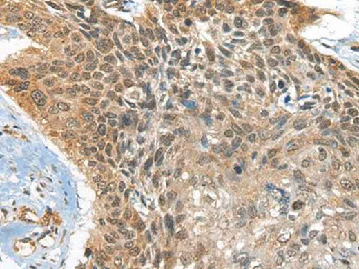 Anti-Human/Mouse BOLA1 Antibody