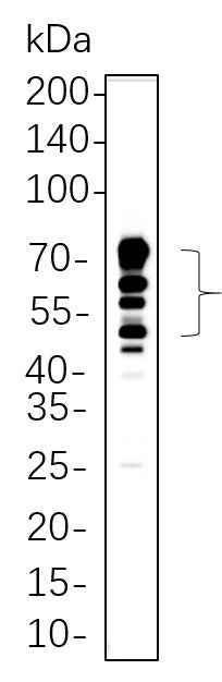 Anti-Human/Mouse/Rat CD63 Antibody [B782] - ABMIUM