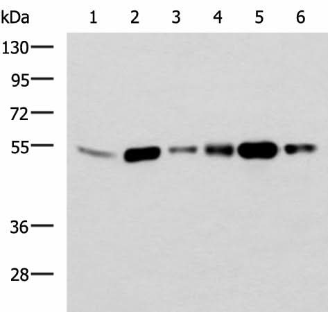 Western blot analysis of 293T and Raji cell lysates using BECN1 Polyclonal Antibody at dilution of 1:700