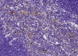 Anti-Rat B2M Antibody [B526]