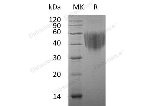 > 85 % as determined by reducing SDS-PAGE.