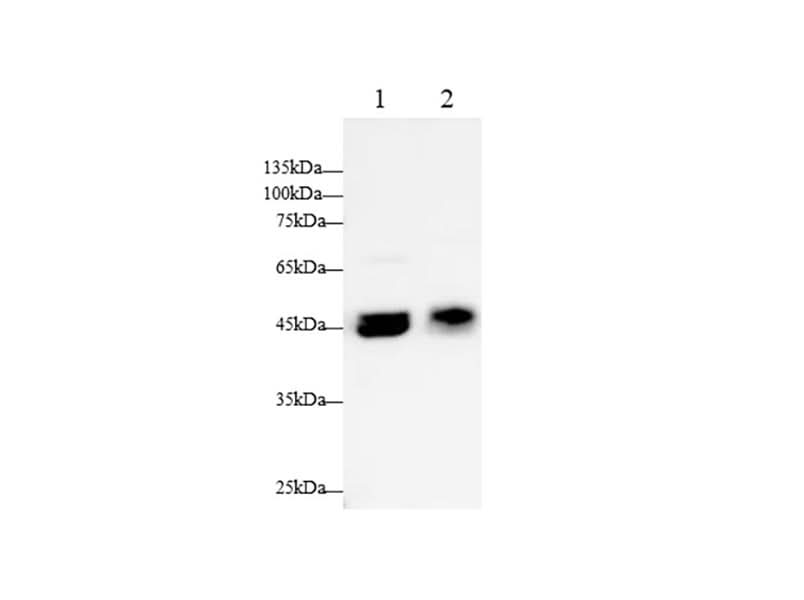 Anti-Human GLα Antibody - ABMIUM
