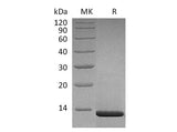 > 95 % as determined by reducing SDS-PAGE.