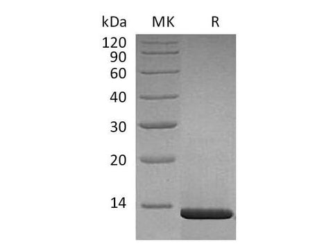 > 95 % as determined by reducing SDS-PAGE.
