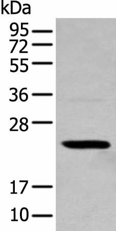 Western blot analysis of 293T cell using TCEAL4 Polyclonal Antibody at dilution of 1:250