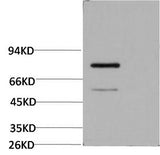 Western Blot analysis of Firefly Luciferase Transfected Hela using Luciferase Monoclonal Antibody at dilution of 1:2000.