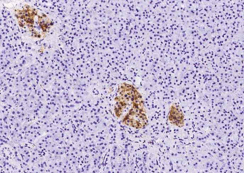 Anti-Human SYP Antibody [B213] - ABMIUM