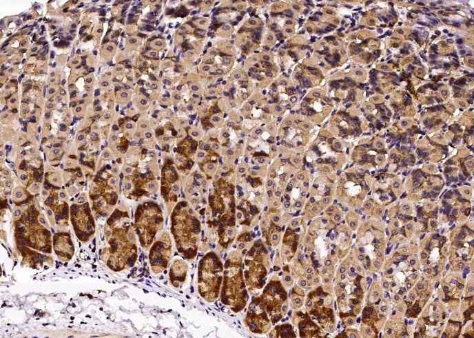 Anti-Mouse GHR Antibody [B389] - ABMIUM