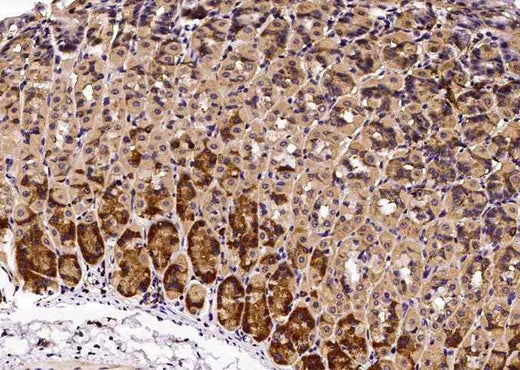 Anti-Mouse GHR Antibody [B389] - ABMIUM