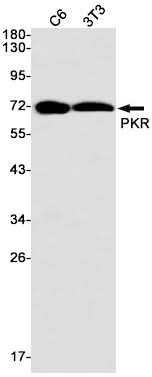 Western blot detection of PKR in C6,3T3 cell lysates using PKR Rabbit mAb(1:1000 diluted).Predicted band size:62kDa.Observed band size:74kDa.