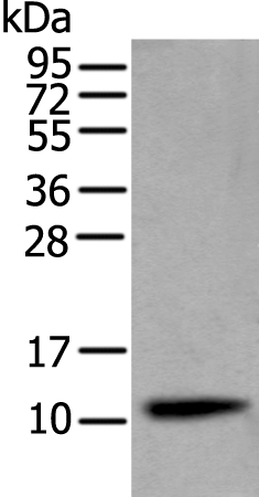 Anti-Human CST4 Antibody - ABMIUM
