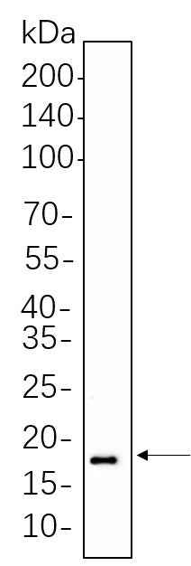 Anti-Human/Mouse/Rat Histone H3 Antibody [B1079]