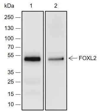 Anti-Human/Rat/Mouse FOXL2 Antibody [A225] - ABMIUM