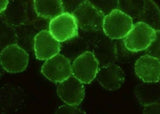 Anti-Mouse CD6 Antibody [B479]