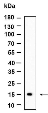 Anti-Human CLEC2B Antibody [B994]