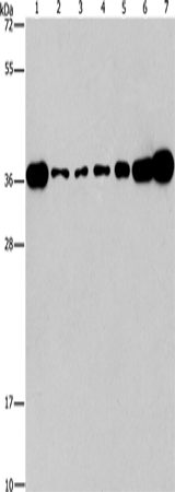 Anti-Human/Mouse/Rat CRKL Antibody - ABMIUM