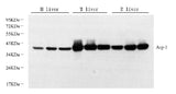 Western Blot analysis of various samples using ARG1 Polyclonal Antibody at dilution of 1:1000.