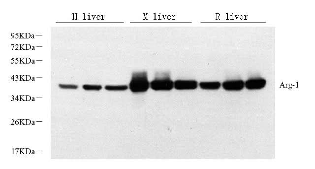 Western Blot analysis of various samples using ARG1 Polyclonal Antibody at dilution of 1:1000.