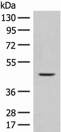 Anti-Human/Mouse FUT10 Antibody
