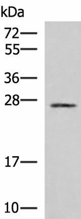 Western blot analysis of 293T cell lysate using SNRPB2 Polyclonal Antibody at dilution of 1:1000