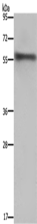 Anti-Human/Mouse/Rat FKBP8 Antibody - ABMIUM