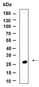 Anti-Human/Mouse/Rat NAG-2 Antibody [B974]