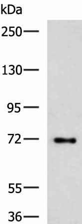 Anti-Human TTLL10 Antibody
