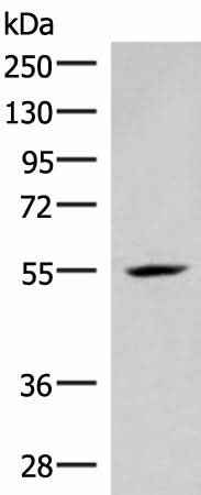 Anti-Human/Mouse IRX4 Antibody