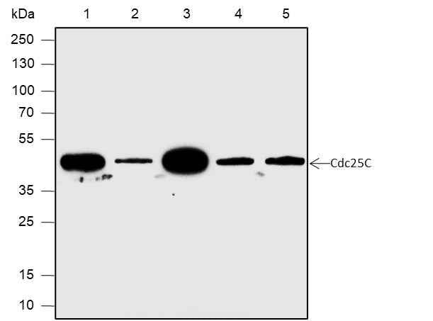 Anti-Human/Rat/Mouse Cdc25C Antibody [A595]