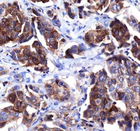 Anti-Human HER4/ErbB4 Antibody [A584] - ABMIUM