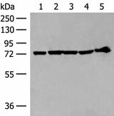 Western blot analysis of 293T cell and Mouse heart tissue lysates using CALCOCO1 Polyclonal Antibody at dilution of 1:300