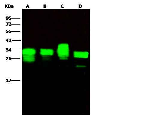 Anti-Human PSME1 Antibody [A1278] - ABMIUM