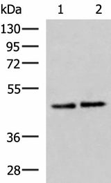 Western blot analysis of Hela and HepG2 cell lysates using ACTL6B Polyclonal Antibody at dilution of 1:1000