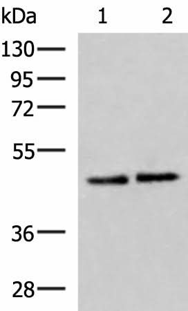 Western blot analysis of Hela and HepG2 cell lysates using ACTL6B Polyclonal Antibody at dilution of 1:1000