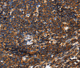 Anti-Human/Mouse/Rat PTPRC Antibody - ABMIUM